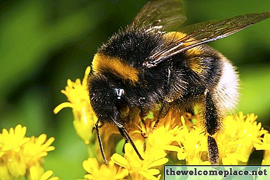Wie man Bienen mit Sevin Dust tötet