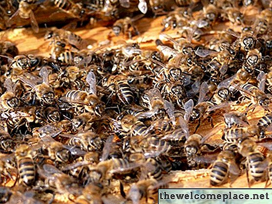 Wie man Bienen mit Haushaltsprodukten tötet