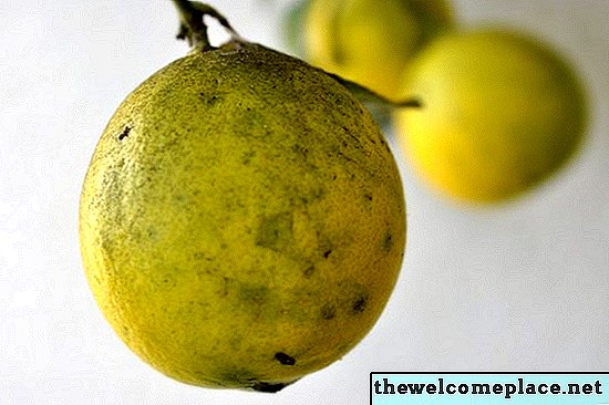Wie man schwarzen Schimmel auf Zitronenbäumen tötet