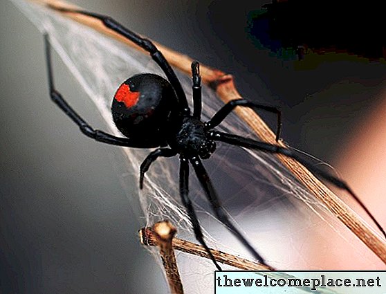 Jak zabít pavouky černé vdovy