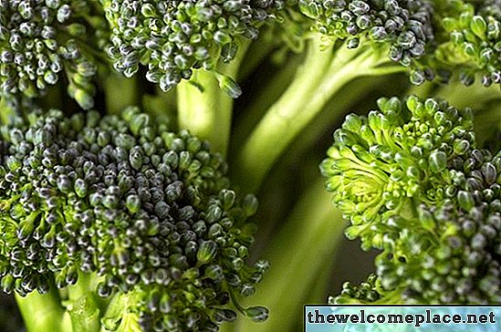 Cara Membunuh Bau Brokoli