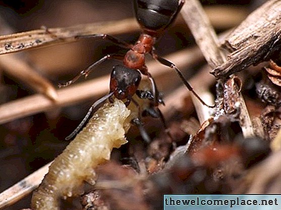 Cómo matar hormigas toro