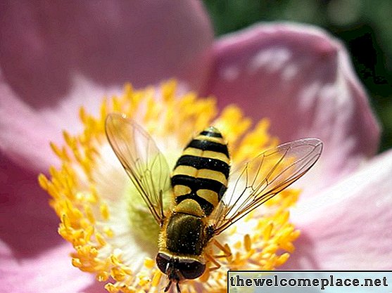 Como matar abelhas com remédios caseiros
