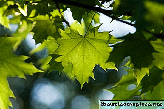 Wie man das Cankerworm-Insekt tötet