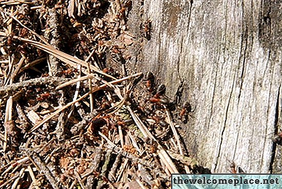 Como matar formigas carpinteiras em uma árvore