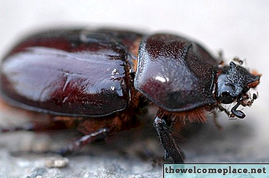Cómo matar a un escarabajo de alfombra