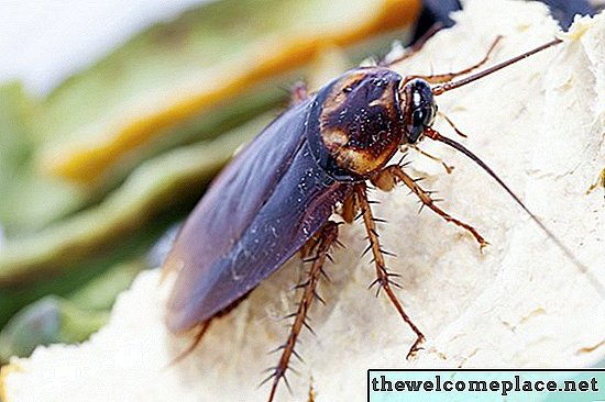 Kako ubiti ščurke z diatomejsko zemljo