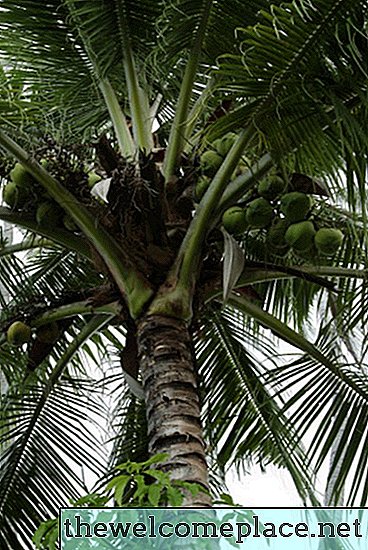 Wie man einen Kokosnussbaum tötet