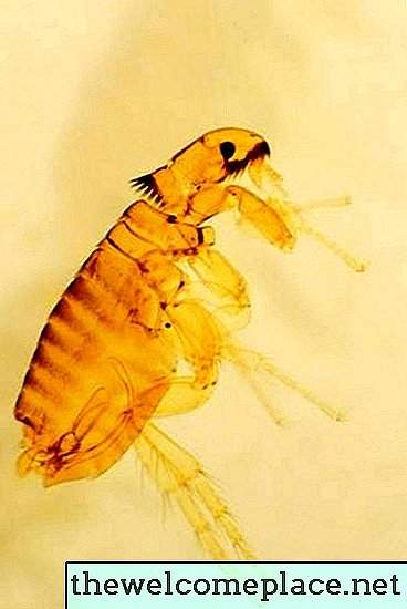 Cómo matar a las pulgas con Pine-Sol