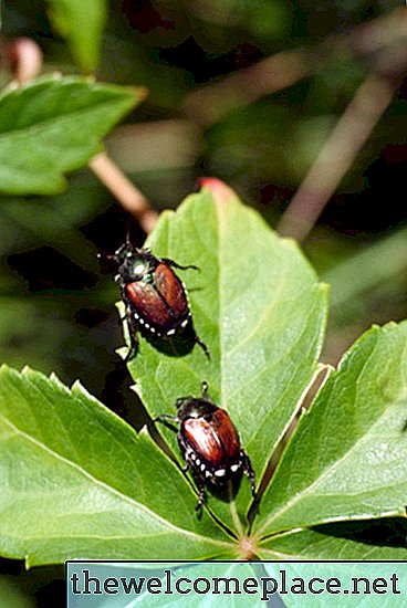 Wie man japanische Käfer mit Sevin tötet, ohne Ihre Pflanzen zu schädigen