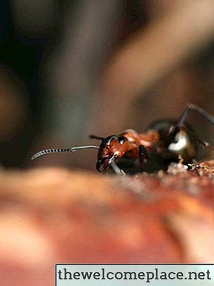 Come uccidere le formiche di carne