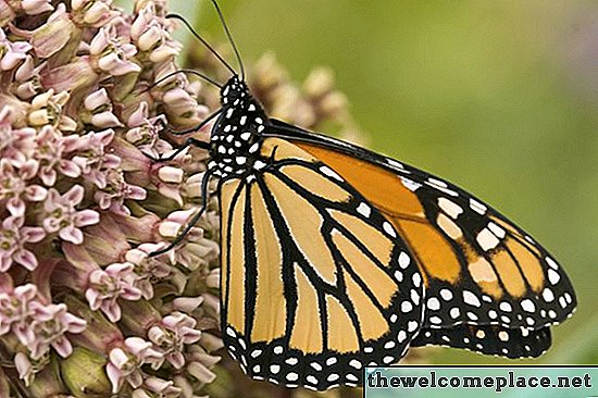 Jak zabić Milkweed