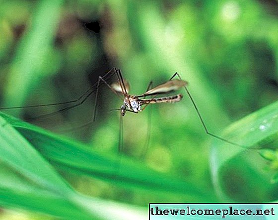 Як вбити личинок комарів природно