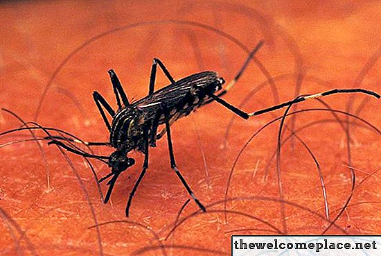 Kako ubiti komarčeve ličinke z gospodinjskim belilom ali kisom