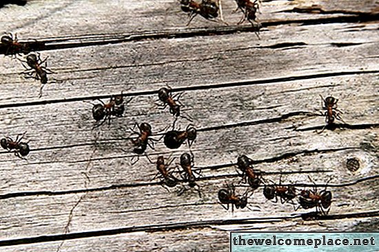 Como matar formigas no pátio