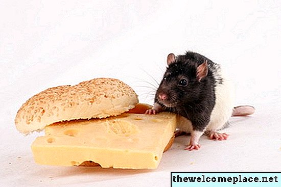 Comment tuer un rat avec du beurre d'arachide