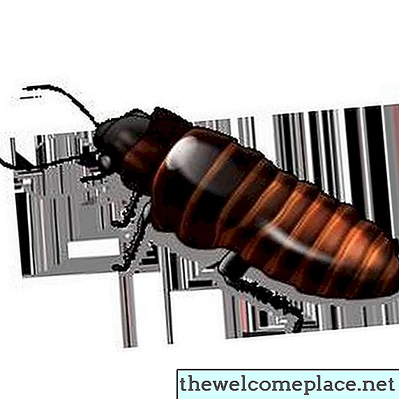 Come uccidere gli scarafaggi nelle pareti