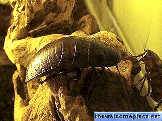 Hoe kakkerlakken te doden met azijn en kokosolie
