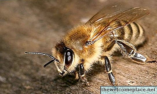 Како убити пјешчане пчеле