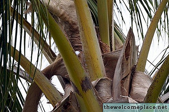 Schaal op palmbomen doden