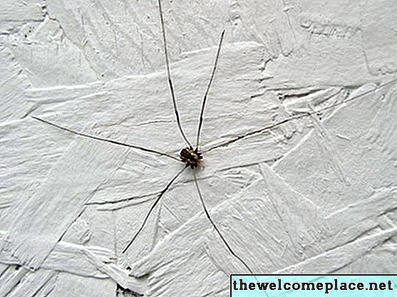 איך להרוג עכבישים המסתתרים בנעליך