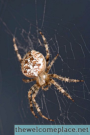 Hvordan drepe edderkopper på loftet