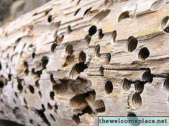 Wie man Termiten in Brennholz tötet
