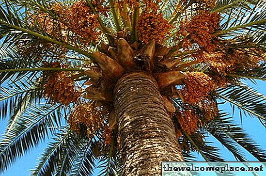 Hoe termieten te doden die levende palmbomen aanvallen