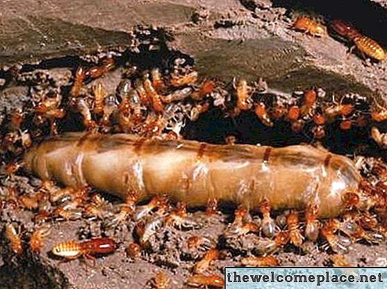 Kuinka tappaa termiittejä Ultrasonik-tuholaistorjunnalla
