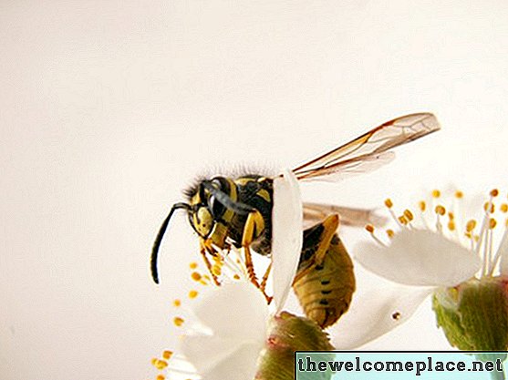 Comment tuer des guêpes dans une cheminée