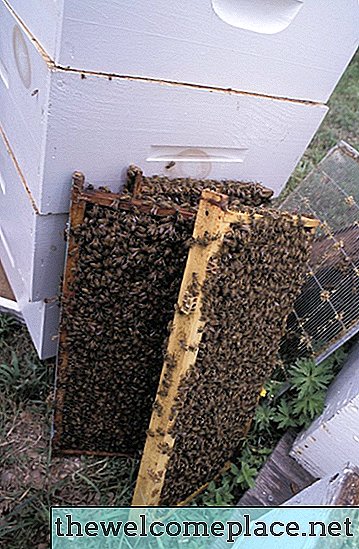 蜂の巣でワックスワームを殺す方法