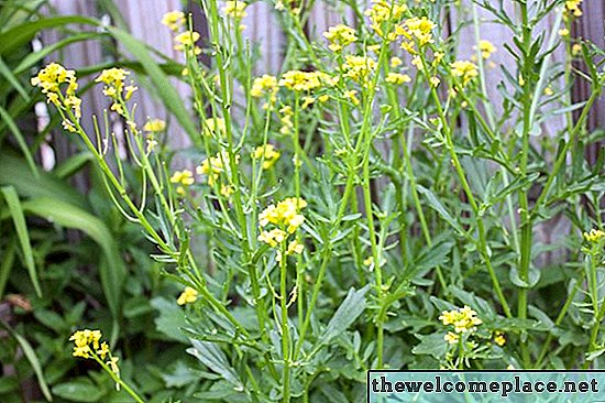 Comment tuer les mauvaises herbes à la moutarde jaune