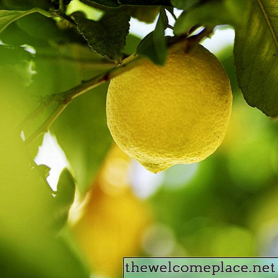 Cómo saber cuándo recoger limones