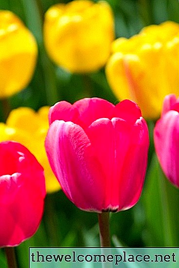 Como rotular as partes de uma flor de tulipa