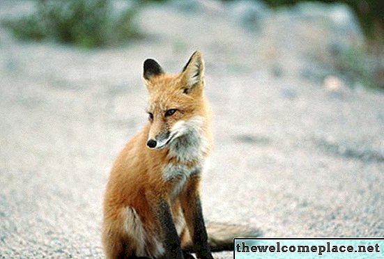 Wie man eine Fox Den findet