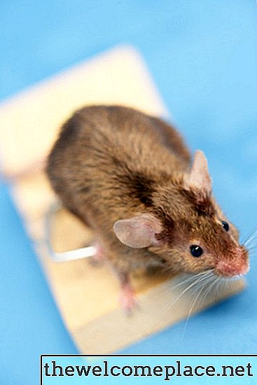 Come rendere repellente per topi naturali
