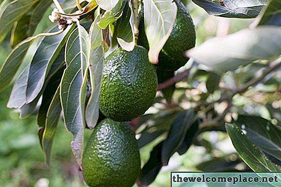 Cum se face un fruct de urs de copac de avocado