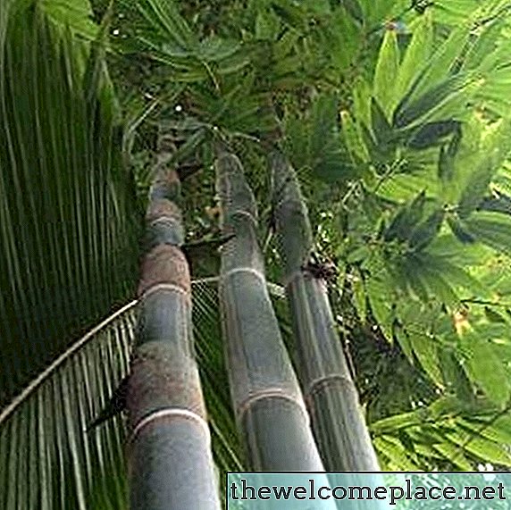Hvordan lage bambus vokse raskere