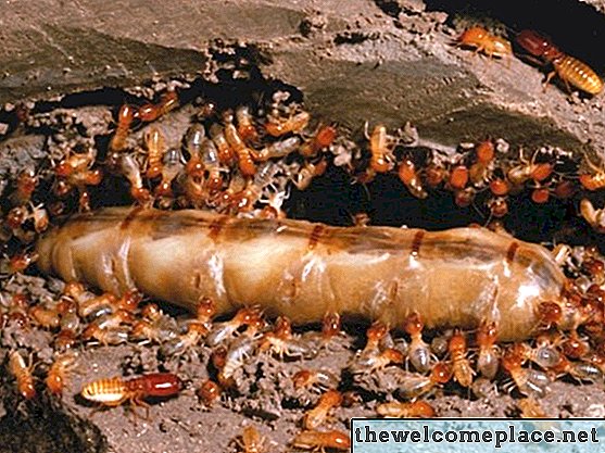 Wie man einen Borax Termite Mix macht