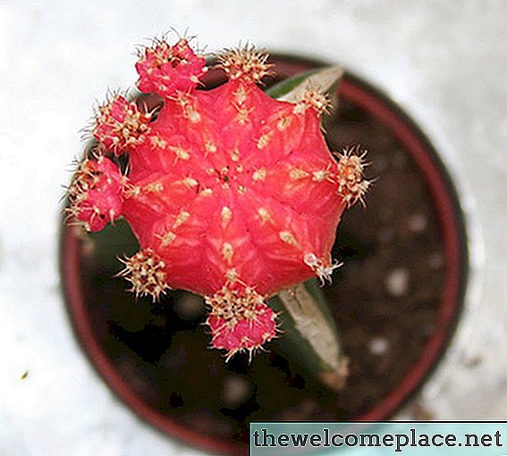Cómo hacer una flor de cactus