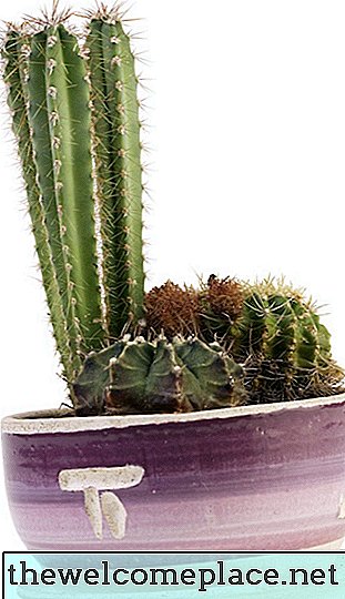 Wie man einen Kaktus schneller wachsen lässt