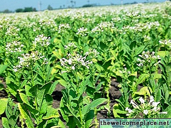 Cómo hacer tabaco de mascar