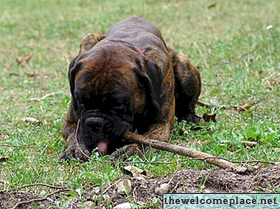 Comment faire un chien répulsif pour votre jardin