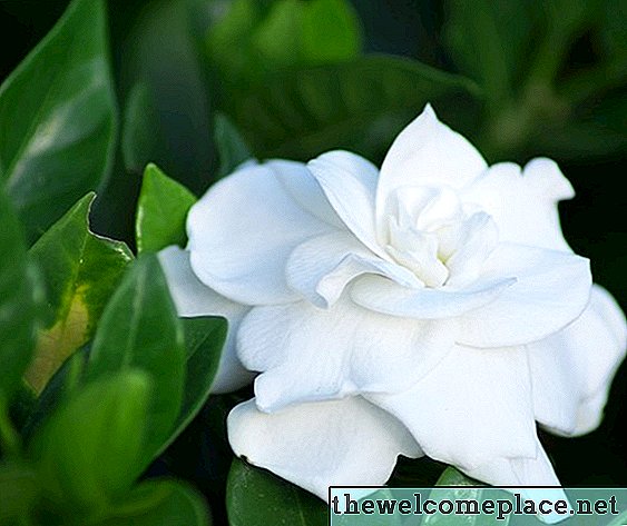 Hvordan få Gardenias til å blomstre hele året
