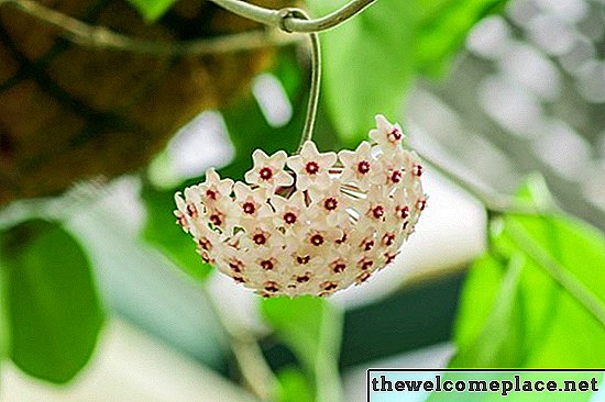 Comment faire des fleurs de plantes Hoya