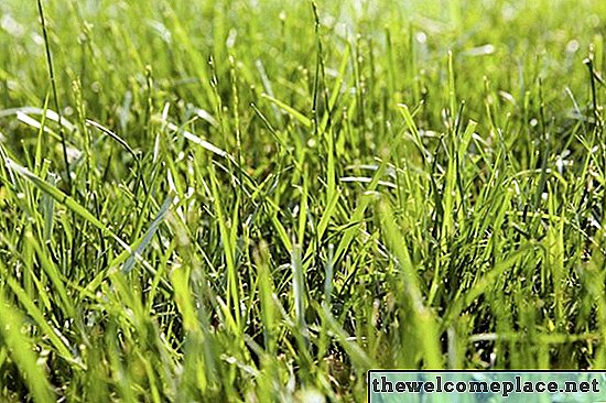 Wie man hydriertes Gras macht