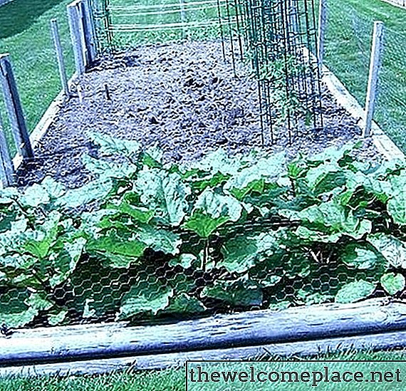 Cómo hacer repelentes naturales de insectos y gusanos para tus plantas de tomate