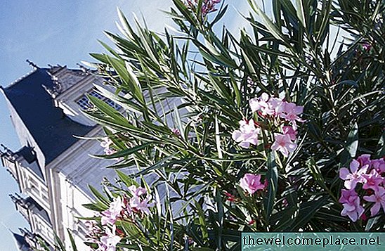 كيفية جعل Oleanders تنمو طويل القامة