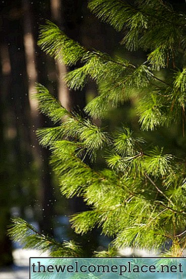 Cara Membuat Pohon Pinus Tumbuh Lebih Cepat