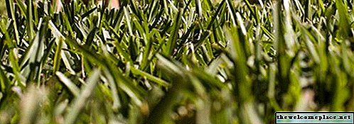 כיצד להפוך את הדשא של אוגוסטין הקדוש לירוק ומלא יותר